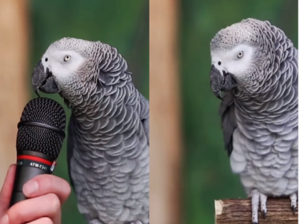 Viral Video English speaking parrotells himself Einstein expert in making sound of every animal | Viral Video: अंग्रेजी बोलने वाला तोता! खुद को बताता है आइंस्टाइन, हर जानवर की आवाज निकालने में माहिर, इंटरनेट पर मचाया धमाल