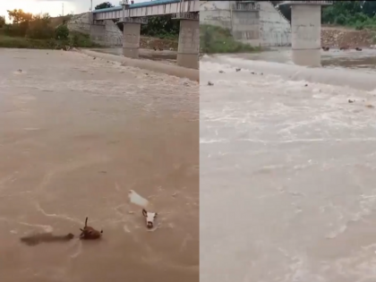 Horrific video 50 cows thrown into the river heart-wrenching incident caught on camera in Madhya Pradesh case registered | भयावह वीडियो: 50 गायों को उफनती नदी में फेंका, मध्यप्रदेश में दिल दहला देने वाली घटना कैमरे में कैद हुई, केस दर्ज