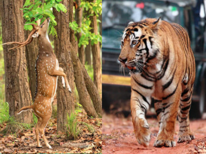10 videos of Wildlife Jungle Safari viral videos Best Video In A forest Wildlife in India | 10 videos of Wildlife: जंगल की दुनिया के 10 वीडियो, ऐसे नजारे जिन पर यकीन करना मुश्किल होगा, देखिए 10 videos of Wildlife Jungle Safari viral videos Best Video In A forest Wildlife in India | 10 videos of Wildlife: जंगल की दुनिया के 10 वीडियो, ऐसे नजारे जिन पर यकीन करना मुश्किल होगा, देखिए