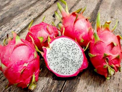 amazing health benefits of dragon fruit you should know | डायबिटीज, कैंसर, मोटापे, कब्ज का सर्वनाश करता है यह लाल फल amazing health benefits of dragon fruit you should know | डायबिटीज, कैंसर, मोटापे, कब्ज का सर्वनाश करता है यह लाल फल