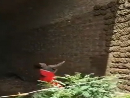 Woman putting cow dung cakes on wall, video goes viral on social media | महिला के दीवार पर उपले लगाने का वीडियो वायरल, आईएएस अधिकारी ने कहा- इसे तो भारत की बास्केटबॉल टीम खोज रही है