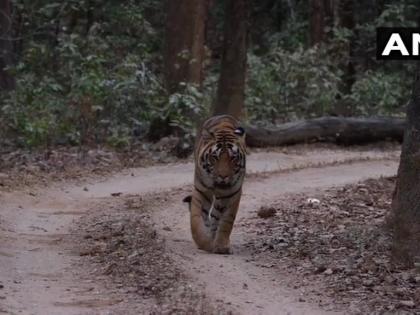 Maharashtra tiger count at 312, up from 190 in 2014 | महाराष्ट्र में अब हैं 312 TIGER, वर्ष 2014 में राज्य में 190 बाघ थे Maharashtra tiger count at 312, up from 190 in 2014 | महाराष्ट्र में अब हैं 312 TIGER, वर्ष 2014 में राज्य में 190 बाघ थे