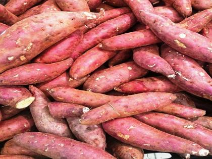 Eating sweet potato with milk in winters harms body health tips in hindi | सर्दियों में दूध के साथ शकरकंद खाने से शरीर को नुकसान पहुंचता है? जानें क्या कहते है एक्सपर्ट्स Eating sweet potato with milk in winters harms body health tips in hindi | सर्दियों में दूध के साथ शकरकंद खाने से शरीर को नुकसान पहुंचता है? जानें क्या कहते है एक्सपर्ट्स