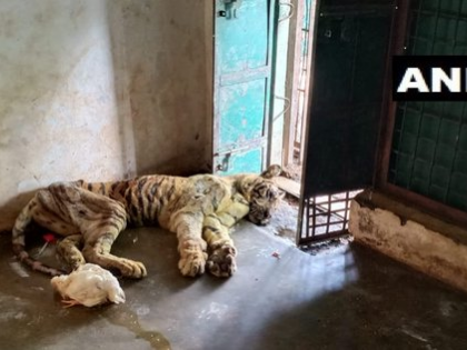 Umaria: Tigress T-23 died at Bandhavgarh National Park late last night. | बांधवगढ़ टाइगर रिवर्ज में  17 वर्षीय बाघिन की मौत