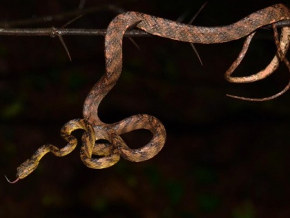 New species of snakes found in Maharashtra, named after Tejas Thackeray, younger son of Shiv Sena chief Uddhav Thackeray. | महाराष्ट्र में सांपों की नई प्रजाति मिली, शिवसेना प्रमुख उद्धव ठाकरे के छोटे पुत्र तेजस ठाकरे के नाम पर रखा गया