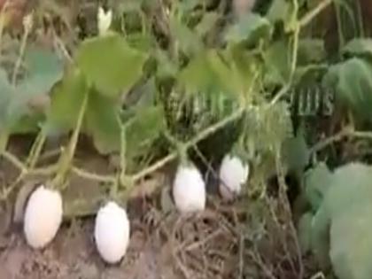 Pakistan egg farming viral video on social media fact check | ये क्या, पाकिस्तान में हो रही अंडे की खेती! वायरल हुआ वीडियो, पर सच जानकर होगी हैरानी