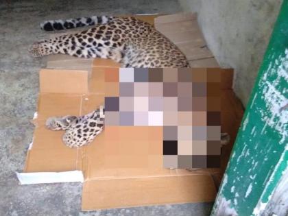 Uttarakhand: An alleged man-eating leopard was shot dead by forest officials in Pithoragarh yesterday | वन विभाग के शिकारी ने आदमखोर तेंदुए को मार डाला, एक महिला की हत्या सहित कई को किया था घायल