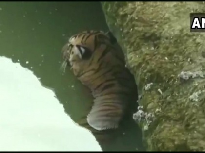 Tiger trapped between rocks in river, killed in spinal cord | नदी में चट्टानों के बीच फंसे बाघ की मौत, रीढ़ की हड्डी में लगी थी चोट
