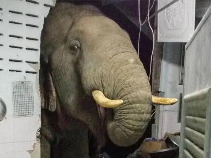 Viral Video: Hungry elephant entered the kitchen, the video went viral | महिला ने जाकर देखा तो हुई हैरान, किचन में हाथी, पापी पेट का सवाल, वीडियो वायरल