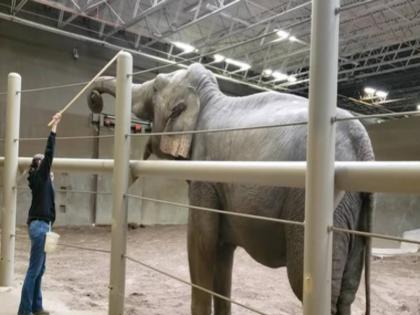 Columbus Zoo and Aquarium share elephant yog video on facebook watch it | Viral Video: आपने कभी देखा है हाथी को योग करते हुए? अगर नहीं तो ये वीडियो देखिए