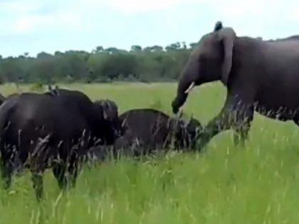 viral video naughty elephant kicks buffalo for fun and then starts running | घने जंगल में ये क्या हुआ! हाथी ने मारी भैंसे को लात तो उसने पलटकर ऐसे लिया बदला, देखिए ये वायरल वीडियो