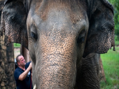 loneliest elephant in the world kept in pakistan last 35 years gets freedom | दुनिया का ये 'सबसे अकेला' हाथी पाकिस्तान में था 35 साल से कैद, अब मिली आजादी, भेजा जाएगा कंबोडिया