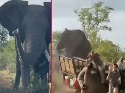 video South Africa elephant made ruckus overturned safari jeep | वीडियो: हथिनी से मिलन के लिए मतवाले हाथी ने मचाया 'गदर', पलट दी पूरी जीप, जान बचाकर भागे सभी