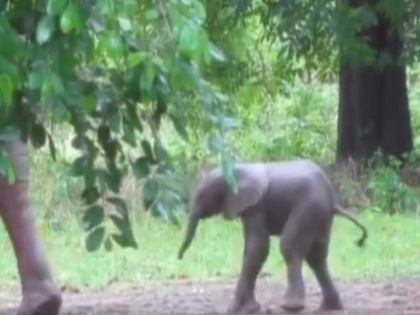 female elephant born a cute little elephant started dancing video viral on social media | जन्म लेते ही नाचने लगा ये नन्हा हाथी, वीडियो देखकर लोग हो गए हैरान, देखें वायरल वीडियो