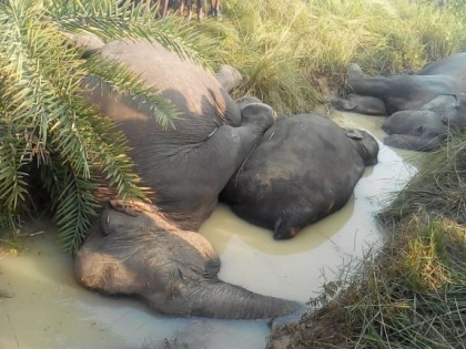 Odisha: death of 7 elephants after electrocution in Dhenkanal, government suspended 9 officials | ओडिशा में 7 हाथियों की मौत पर 9 अधिकारी बर्खास्त, सीएम ने क्राइम ब्रांच को सौंपी जांच