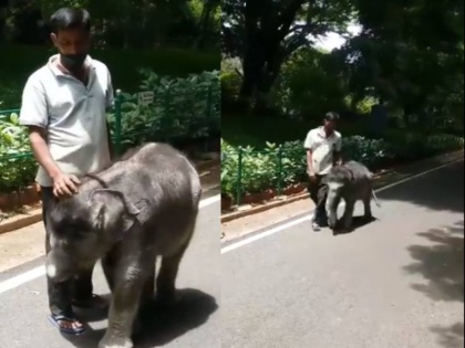 karnatka zoo elephant baby exercise video viral on social media | हाथी का ये क्यूट बच्चा रोजाना ऐसे करता है एक्सरसाइज, वीडियो सोशल मीडिया पर वायरल, लोग कर रहे हैं तारीफ