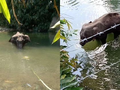 Pregnant elephant dies after being fed pineapple stuffed with crackers in Kerala | केरल में गर्भवती हथिनी को शरारती तत्वों ने खिलाया पटाखे से भरा अनानास, हुई दर्दनाक मौत
