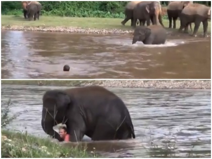 elephant save drowning man old video goes viral during elephant killing Kerala | हाथी को लगा पानी में डूब रहा है शख्स, नदी में कूदकर ऐसे बचाई जान, प्रेग्नेंट हथिनी की मौत के बीच वायरल हो रहा वीडियो