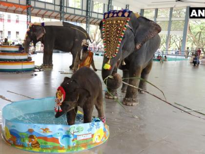 Elephant calf Shivani plays with water after its naming ceremony in Karnataka, video vifal | नामकरण के बाद पानी में खेलती बेबी एलिफेंट 'शिवानी' का वीडियो वायरल, 1 जुलाई को हुआ था जन्म