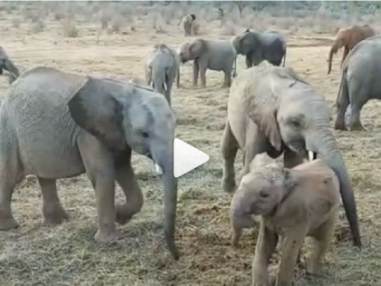 kenya 2 month old elephant tries to fight older ones hilarious video goes viral watch video | बड़े भाइयों से भिड़ गए छोटे गजराज, सूंड से ऐसे किया Attack और फिर... देखें Viral Video
