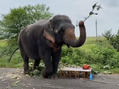 Video Not Fed Bananas Angry Elephant crushed her 55-year old mahout death falling down trunk see Madhya Pradesh  | गुस्साई पालतू हथिनी ने अपने 55 वर्षीय महावत को सूंड से नीचे गिराकर पैर से कुचलकर मार डाला, दक्षिणा में मिले केले नहीं दिया था, देखें