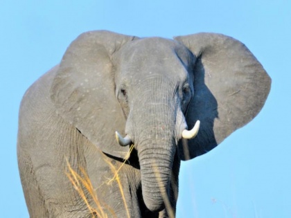 World Elephant Day 2021: To save elephants we need to save forest also | World Elephant Day: हाथियों को बचाने के लिए बचाने होंगे जंगल