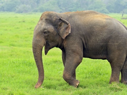 Jharkhand Elephant trampled avatar killed 16 people in 12 days Section 144 implemented Itki block | झारखंड में हाथी का रौंद अवतार, 12 दिनों में हजारीबाग, रामगढ़, चतरा, लोहरदगा और रांची में 16 लोगों को मार डाला, इटकी प्रखंड में धारा 144 लागू