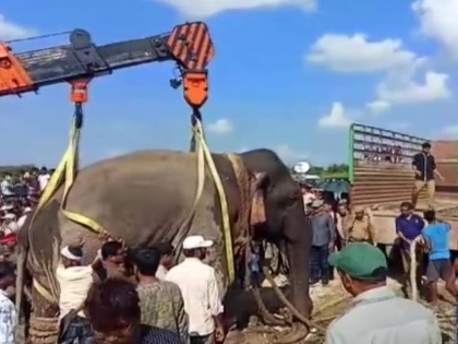 Assam: Elephant allegedly kills five people caught following search operation | पकड़ा गया पांच लोगों की हत्या का आरोपी 'लादेन' हाथी, वन अधिकारियों का दावा- अब तक उतार चुका है 50 को मौत के घाट