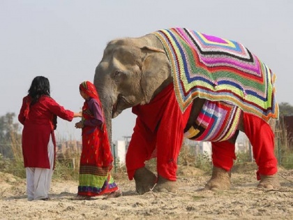 Mathura villagers provide woollen Clothes to elephant to protect it from cold, Picture Goes Viral | गजराज के टशन के आगे सर्दी के छूटे पसीने! ठंड से बचाने के लिए गांववालों ने ऊनी कपड़े बुन हाथी को पहना दिए, तस्वीर आते ही वायरल