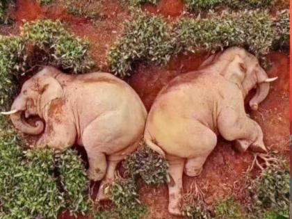 In china Yunan elephant consumed 30 liters liquor photos viral on social media | इन हाथियों ने इंसानों को भी छोड़ा पीछे, 30 लीटर शराब पीकर खर्राटे मारते आए नजर, देखें तस्वीरें