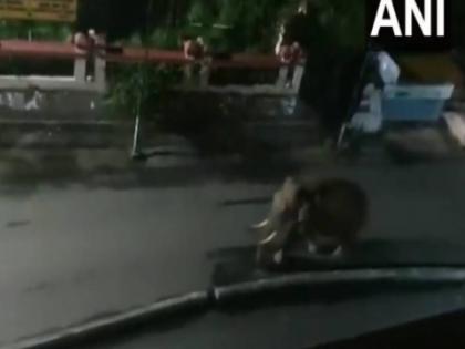 in Kerala Elephants roaming the streets during lockdown , watch video | केरल में लॉकडाउन के दौरान खाली गलियों में घूमता नजर आया हाथी, देखें वीडियो in Kerala Elephants roaming the streets during lockdown , watch video | केरल में लॉकडाउन के दौरान खाली गलियों में घूमता नजर आया हाथी, देखें वीडियो