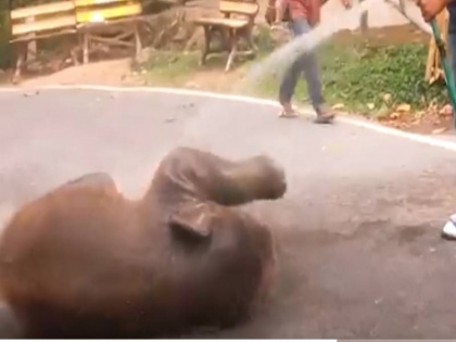 baby elephant enjoying water shower video viral on social media | हाथी के बच्चे को पानी में लोटपोट होकर नहाता देख आपका भी दिल हो जाएगा खुश, देखें वीडियो