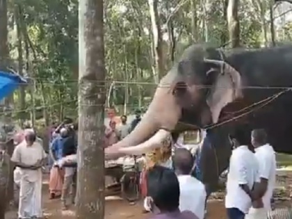 Heartwarming video of elephant bidding farewell to mahout who died of cancer | अटूट प्रेमः महावत की मौत के बाद अंतिम प्रणाम करने पहुंचा हाथी, दृश्य देखकर फूट-फूटकर रो पड़े लोग