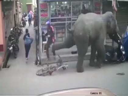 Elephant Goes On A Rampage In West Bengal’s Hooghly, Tramples Vehicles WATCH video | Watch: पश्चिम बंगाल के हुगली में हाथी ने मचाया उत्पात, वाहनों को रौंदा, बाल-बाल बची महिला, देखें वीडियो
