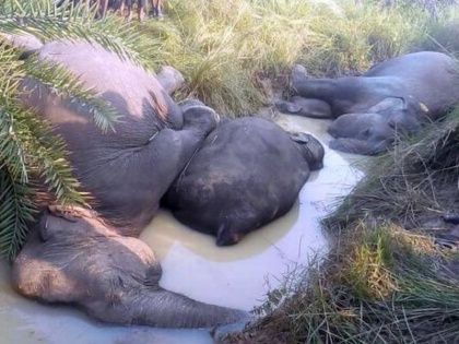7 elephants died due to electrical shock at Odisha | बिजली के तार में फंसकर हुई 7 हाथियों की मौत, रात भर नहर में पड़े रहे 4 के शव