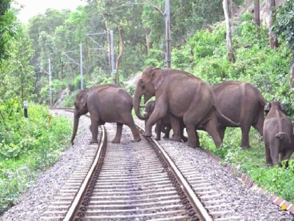 karnataka Highest number of human deaths by elephants in August says data | अगस्त माह में हाथियों द्वारा मानव मृत्यु के सबसे अधिक मामले; झाड़ीदार वनस्पति और घने जंगल मानव-पशु संघर्ष का कारण