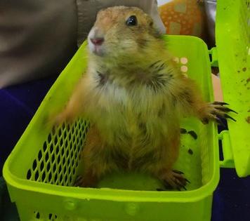 Tamil Nadu: Air Intelligence Unit at Chennai airport has detained an Indian passenger, coming from Bangkok, and seized 12 Kangaroo Rats, 3 Prairie Dogs, 1 Red Squirrel and 5 Blue Iguana lizards from his possession | चेन्नई हवाई अड्डे पर दुर्लभ जानवर जब्त, थाईलैंड से ला रहा था कंगारू रैट, ‘ब्लू इगुआना छिपकली’ और लाल गिलहरी Tamil Nadu: Air Intelligence Unit at Chennai airport has detained an Indian passenger, coming from Bangkok, and seized 12 Kangaroo Rats, 3 Prairie Dogs, 1 Red Squirrel and 5 Blue Iguana lizards from his possession | चेन्नई हवाई अड्डे पर दुर्लभ जानवर जब्त, थाईलैंड से ला रहा था कंगारू रैट, ‘ब्लू इगुआना छिपकली’ और लाल गिलहरी