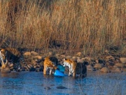 Photo of tigers chewing plastic buckets in carbate goes viral, forest minister reprimands officers | कार्बेट में प्लास्टिक बाल्टी चबाते बाघों का तस्वीर वायरल, वन मंत्री ने अधिकारियों पर लगाई फटकार