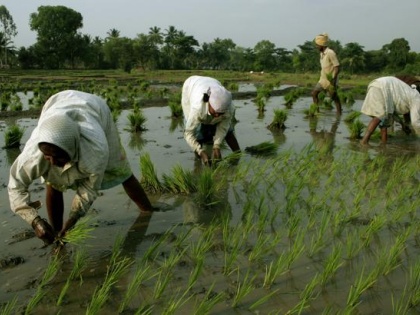Americi expert raise question on Pradhanmantri Kisaan samman yojna will benefit farmers | अमेरिकी विशेषज्ञ ने "प्रधानमंत्री किसान सम्मान निधि योजना" पर उठाया सवाल, ग्रामीण किसानों को लेकर आशंकित
