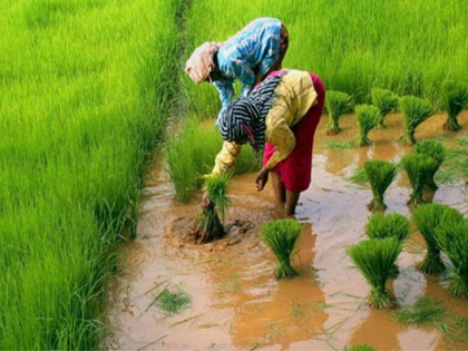 narendra modi government: Paddy support price increased by Rs 200 | मोदी सरकार का किसानों को तोहफा, धान का समर्थन मूल्य 200 रुपए बढ़ाया 