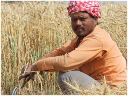 Haryana launches free helpline to aid farmers in procurement | Haryana News: सरकार ने खरीद मौसम से पहले किसानों के लिए हेल्पलाइन शुरू की, 24 घंटे मिलेगी मदद