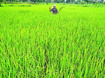 Why do farmers remain in loss even after bumper crop? | पंकज चतुर्वेदी का ब्लॉग: बंपर पैदावार के बाद भी क्यों घाटे में रहते हैं किसान?