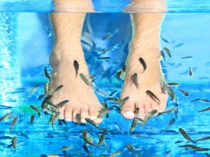 Benefits of Fish Pedicure | पैरों को बनाती है सॉफ्ट, ब्लड सर्कुलेशन भी रहता हैं दुरुस्त, फिश पेडीक्योर के हैं और भी कई फायदे Benefits of Fish Pedicure | पैरों को बनाती है सॉफ्ट, ब्लड सर्कुलेशन भी रहता हैं दुरुस्त, फिश पेडीक्योर के हैं और भी कई फायदे
