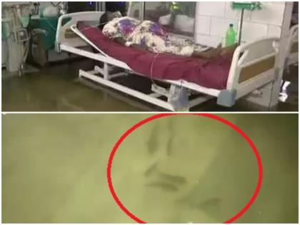 Bihar Patna Nalanda Medical College Hospital Fish seen in the water logged in ICU | VIDEO: नीतीश के बिहार की सच्चाई, हॉस्पिटल में भी 'बाढ़', ICU में तैरती दिखीं मछलियां Bihar Patna Nalanda Medical College Hospital Fish seen in the water logged in ICU | VIDEO: नीतीश के बिहार की सच्चाई, हॉस्पिटल में भी 'बाढ़', ICU में तैरती दिखीं मछलियां