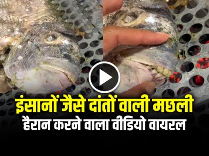 Fish with Human Teeth Video Goes Viral on Social Media | VIDEO: इंसानों जैसे दांतों वाली मछली, हैरान करने वाला वीडियो वायरल Fish with Human Teeth Video Goes Viral on Social Media | VIDEO: इंसानों जैसे दांतों वाली मछली, हैरान करने वाला वीडियो वायरल