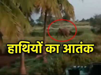 Tamil Nadu Five wild elephants damaged the crops in Dharmapuri | Tamil Nadu: किसान बेबस, खड़ी फसल पर आतंक ही आतंक, देखें वीडियो