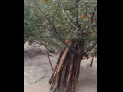 Jammu-Kashmir Flood continue to wreak havoc in Kashmir farmers crops destroyed | Jammu-Kashmir Flood: कश्मीर में बाढ़ का प्रकोप जारी, किसानों की फसलें बर्बाद