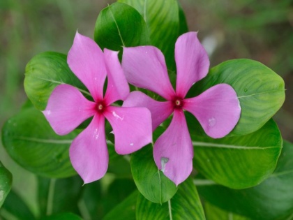 amazing health benefits of periwinkle flower | डायबिटीज, बीपी, किडनी पथरी, अस्थमा, एनीमिया का नाश करते हैं ये छोटे-छोटे गुलाबी फूल