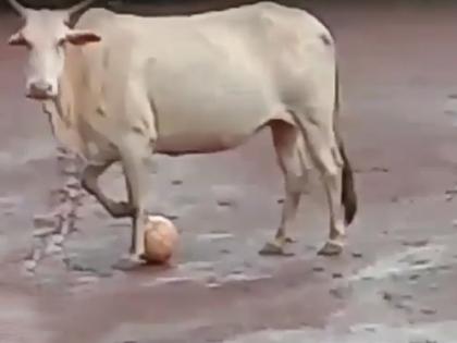 football cow new star holding midfielder in goa mardol village | छा गई चार पैरों वाली फुटबाल की स्टार प्लेयर, कभी नहीं देखा बॉल के पीछे भगने और रोककर रखने में है माहिर गाय