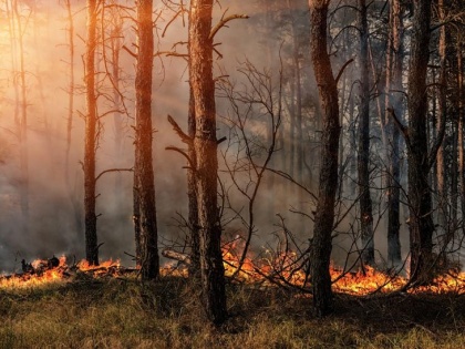 Maharashtra 4321 forest fire incidents in four months third in the country mumbai | महाराष्ट्र में चार महीनों में हुईं 4321 वनों में आग की घटनाएं, देशभर में तीसरे स्थान पर